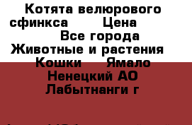 Котята велюрового сфинкса. .. › Цена ­ 15 000 - Все города Животные и растения » Кошки   . Ямало-Ненецкий АО,Лабытнанги г.